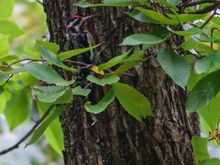 Well camouflaged Yellow-bellied sapsucker (look for its red crown)