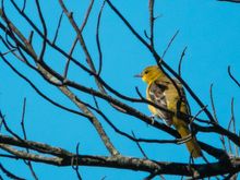 I think this is a female Orchard Oriole. 
