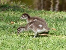 Happy ducklings
