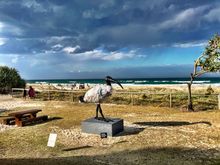 This Ibis is commonly called a “bin chicken” because of their habit of scavenging.  I don’t like that.  They are sacred Ibis and keep a lot of our environment clean.