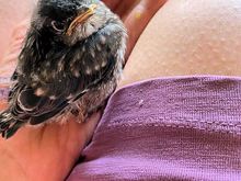 He (with help from friends on his street) hand-fed these little cuties.