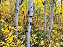 Smuggler’s Road area hiking, Aspen 