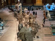 inside Grande galerie de l’evolution 
