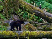 The grizzly and the eagle