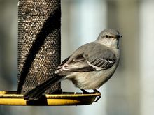 Mockingbird 