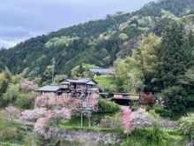 Cherry blossoms in the Kiso Valley