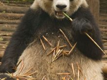 Dodo also took us to the Giant Panda research centre. Some visitors paid an extra fee to hold the babies.