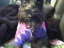 Pup pictures!  Tiny pup's first day, on the way home 
<3 ((l))
(checking which works)