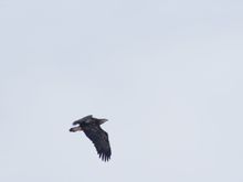 caught a junvinile Bald Eagle in flight. He was headed for 5 mile Island.