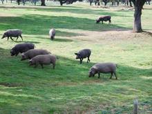 And the famed porco preto alentejano, like Spain's pata negra, grazing on acorns and producing some very fine ham!