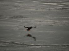 Puffins just seem so ungainly when they fly.