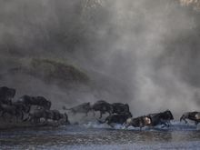 Single file crossing...