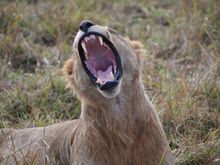 Again - he is yawning, not roaring