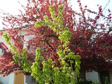 before breakfast, on the other side