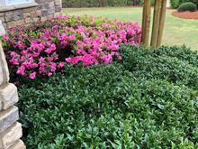 
More pinks around the front corner of the house 

