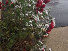 My roses are not even upset with this. Even more blooms today. 