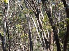 Echidna trail