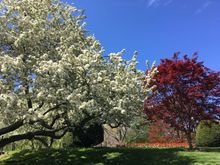 Boston public garden