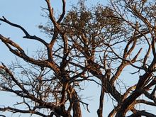 Martial eagle taken on safari