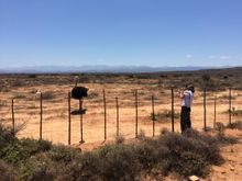 Ostrich Country around Oudtshoorn 