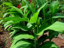 Cannas