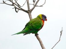 A lorikeet. Beautiful birds abound.