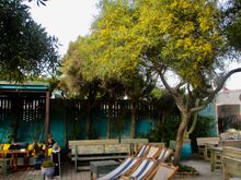 Mimosa, before the blooming season