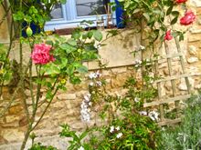 Jasmine is on the mend amid the roses (both need major cleanup)