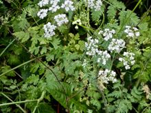 Cow parsley (?) up close