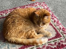 Ginge our 18 year old cat!!