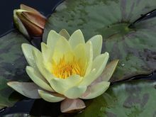 As I snapped this one, a retired NY couple saw my *Cameron-brand monopod and said that I must be a 'serious professional'. I chuckled and set them straight that I was not. They were friendly, unlike the unshy Florida gal who'd earlier seen me lining up puddle-reflection shots. "WHAT'R YA FOTOING?!" she'd thundered. After I'd explained she'd added her final judgement, "WELL THURZ NUTHIN' THERE NOW!!" Actually, there were in fact puddles everywhere. (*get it? camera-on)