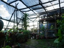 Along the breezy path, walkers will pass countless groves where citrus is cultivated. You keep going along via vena. This farm on via Pedamentina was close to Maori and the end of the hike.