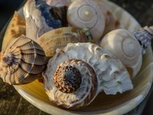 An alabaster dish from Egypt was used as the base for this shot.