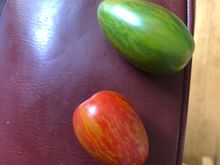 These are the tomatoes , about1.5 inches long. The green one is fully ripe.
