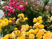 Roses everywhere!