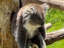 Isn't she adorable??? I bought our 4 grandchildren stuffed koalas! 