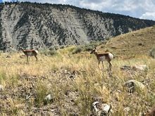 Pronghorns
