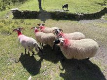 Sheepdog herding demonstration 