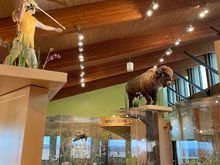 The Nature Center 12 miles from home. All about Illinois prairies, nerd that I am, I loved it all. The Indian and the buffalo!! 
