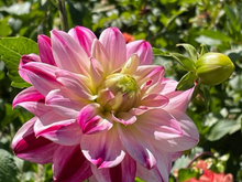 Dahlia patch 