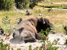 Bison hanging out mere 10 yards from the boardwalk