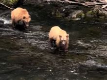 The bears
