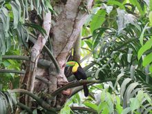 This one is a little less blurry. I'll try to find quetzals for you. They're hard to photograph - always flitting about. The tails are so long and wonderful. 