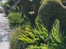 and interesting greenery