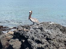 Bartolome island