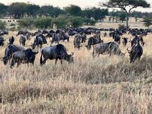 Wildebeest gathering for their next river crossing.