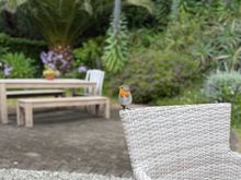 A bird joined me for teatime. 