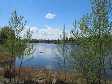 I live across the  Lake, zoom in , I am between the two large Spruce Trees !

I walk out my back yard and I  am at the Lake