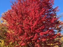 ordinary neighboring tree.