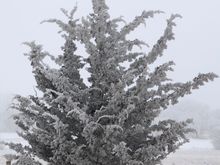 A western cedar tree